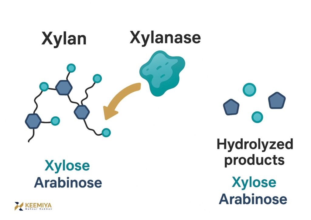 How xylanase work in bread baking
