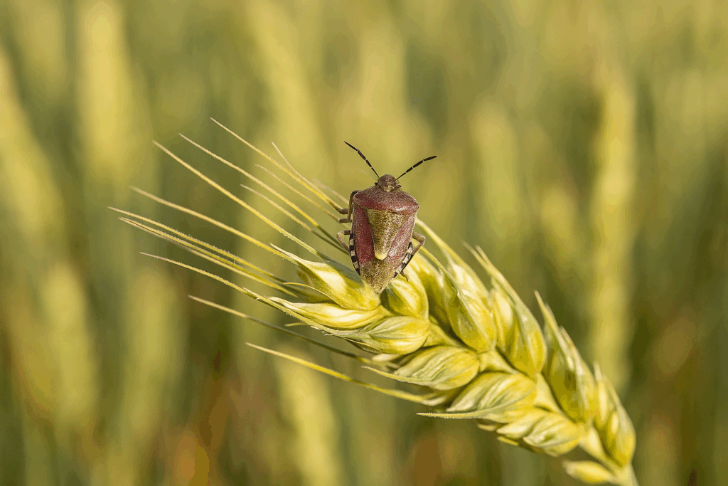 bug-damaged wheat