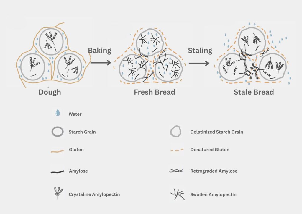 starch retrogradation and staling