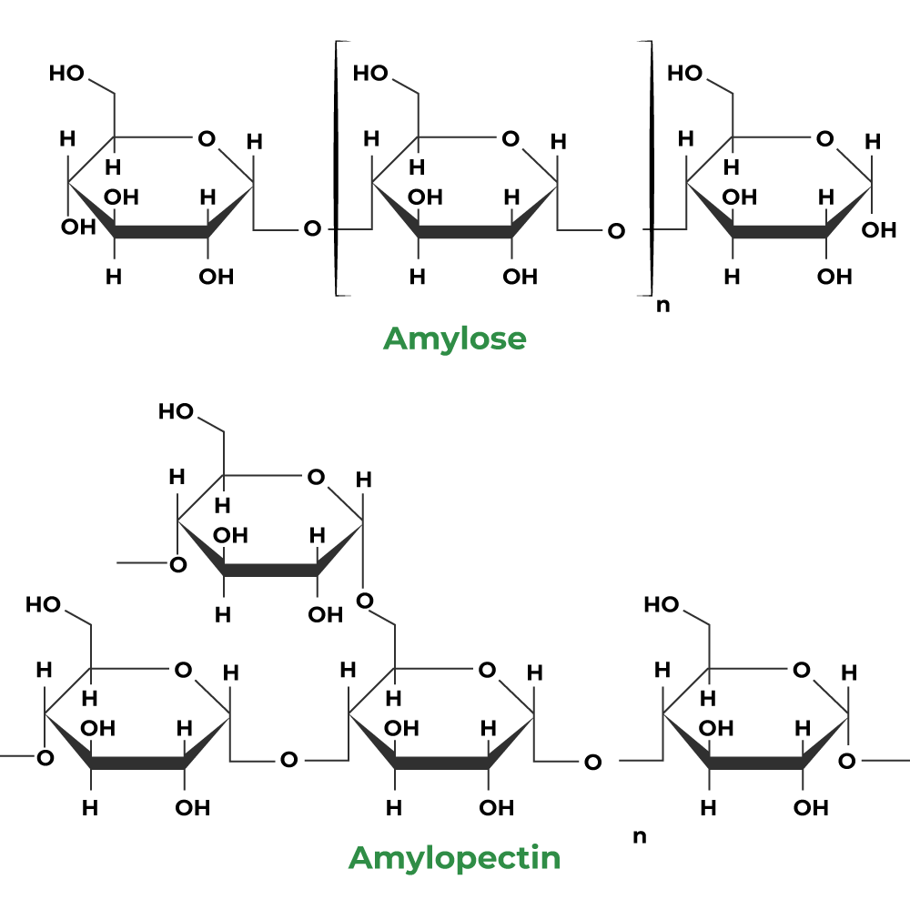 amylose and amylopectin in starch